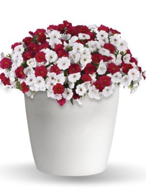 3 in 1 Plant Trixi 'Red & White Forever'