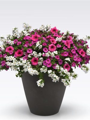 3 in 1 Plant Mixmasters 'Rosé Everyday'