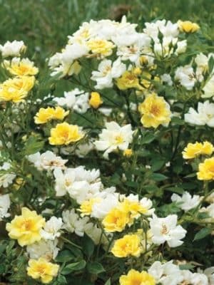 Lemon Drift Roses