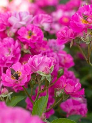 Pretty Polly Pink Rose