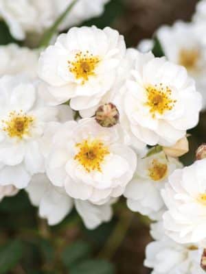 Pretty Polly White Roses