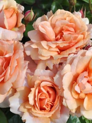 Sunbelt Soul Sister Rose