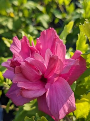 Rose of Sharon Hibiscus