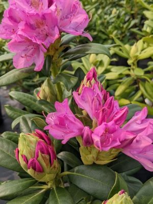 Roseum Pink Rhododendron
