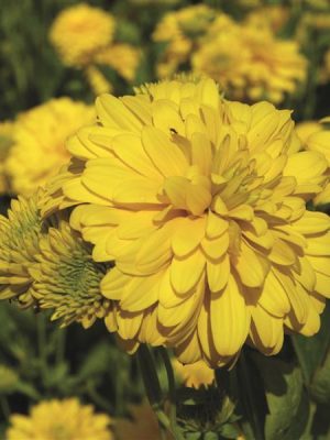 Black Eyed Susan 'Goldquelle'