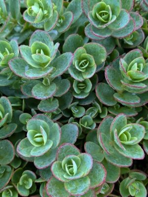 Sedum SunSparkler Lime Zinger Stonecrop