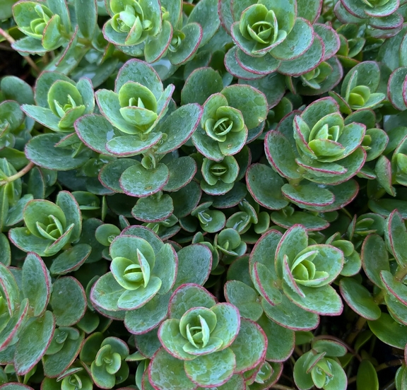 Sedum SunSparkler Lime Zinger Stonecrop