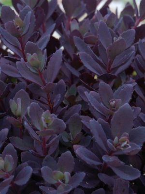 Sedum 'SunSparkler Plum Dazzled'