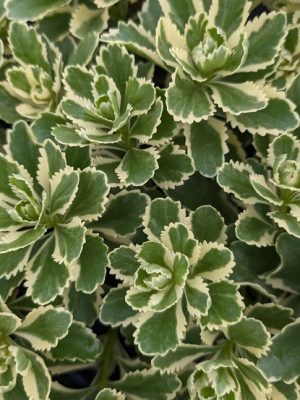 Sedum Atlantis Stonecrop