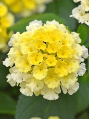 Lantana 'Shamrock Lemon Glow'