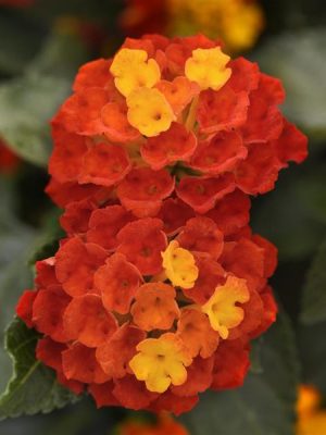 Lantana 'Shamrock Red'