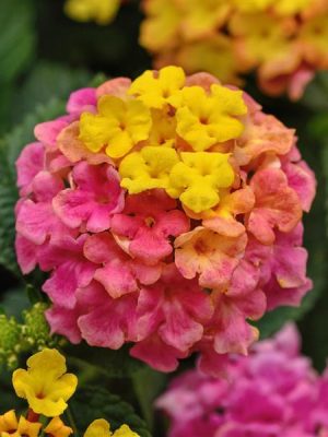 Lantana 'Shamrock Rose'