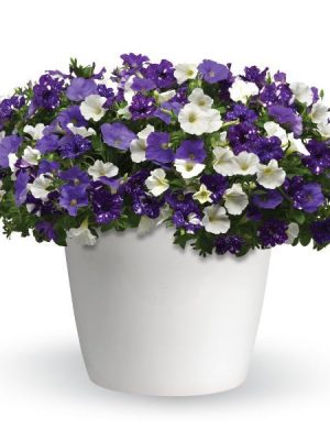 3 in 1 Plant Trixi 'Sky's the Limit'