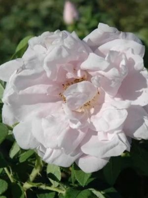 Snow Pavement Rose