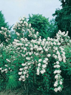 Snowflake Mock Orange