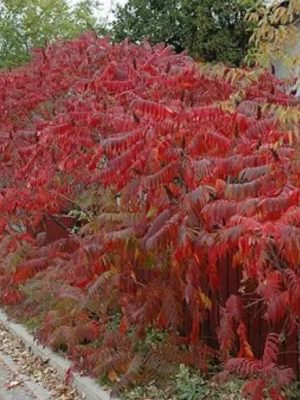 Staghorn Sumac