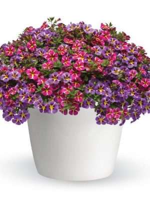 3 in 1 Plant Trixi 'Starspinner'