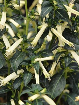 Cuphea 'Sugarbells'