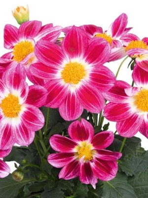 Dahlia 'Summer Bees Purple Bicolor'