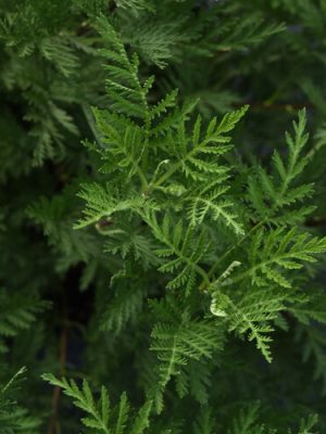 SunFern Olympia