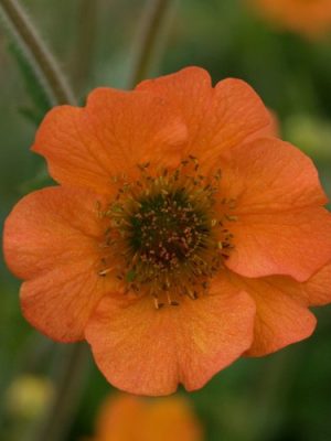 Avens 'Totally Tangerine'