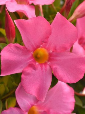 Dipladenia 'Tropica Modesto Pink'