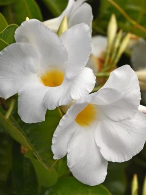 Dipladenia 'Tropica Modesto White'