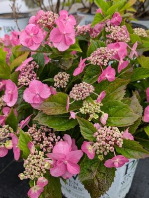 Tuff Stuff Mountain Hydrangea