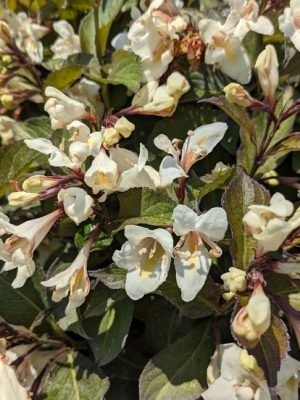 Tuxedo Weigela