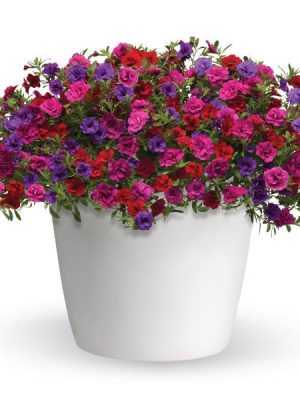 3 in 1 Plant Trixi 'Twice As Nice'