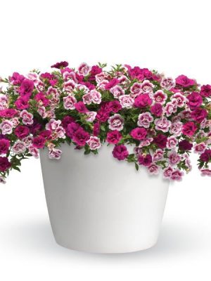 3 in 1 Plant Trixi 'Two to Tango'