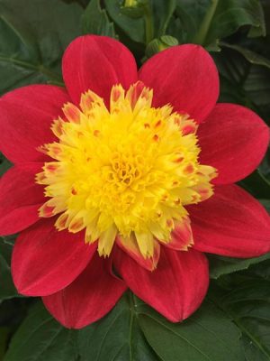 Dahlia 'Venti FireBurst'