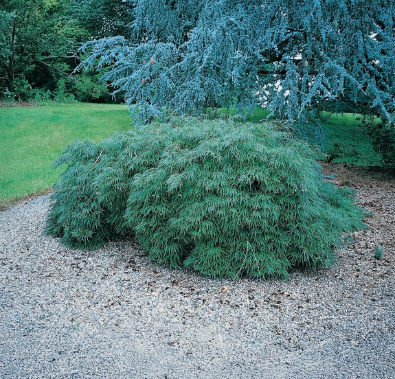 Waterfall Maple
