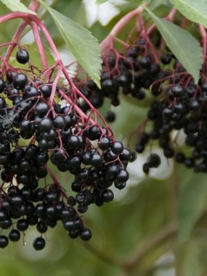 York Elderberry