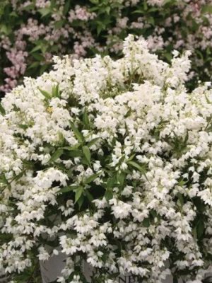 Yuki Snowflake Deutzia