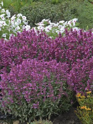 Agastache Rosie Posie Anise Hyssop