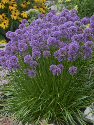 Allium - 'Millenium' Ornamental Onion