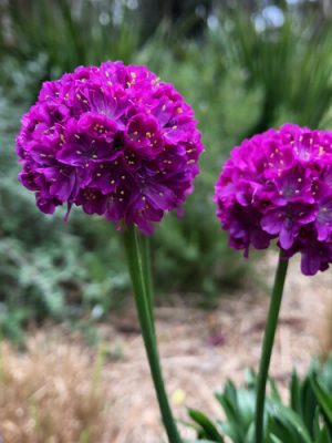 Armeria Dreameria 'Vivid Dreams'