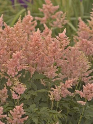 'Peach Blossom' Japanese Astilbe