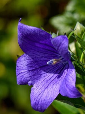 Balloon Flower Astra Blue