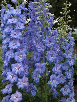 'Blue Lace' Hybrid Bee Delphinium
