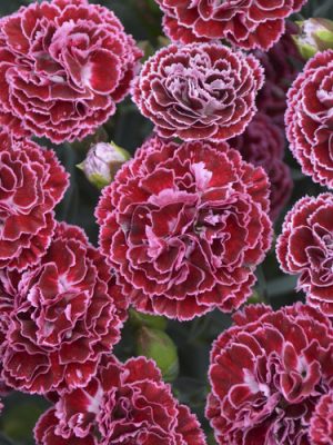 Dianthus Fruit Punch 'Cherry Vanilla'