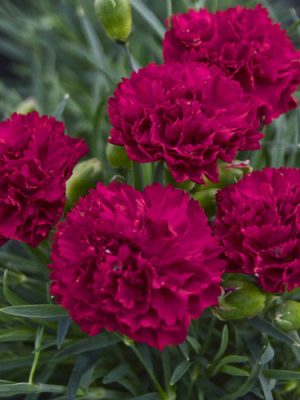 Dianthus Fruit Punch 'Cranberry Cocktail'