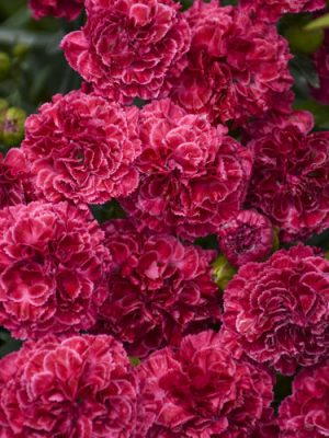 Dianthus Fruit Punch 'Raspberry Ruffles'