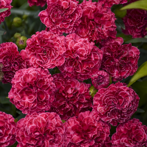 Dianthus Fruit Punch 'Raspberry Ruffles'