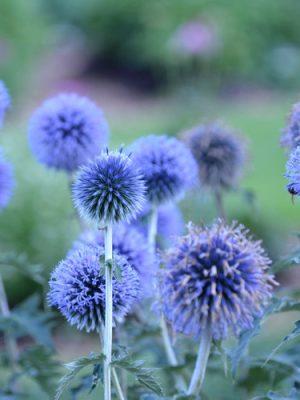 Blue Glow Globe Thistle