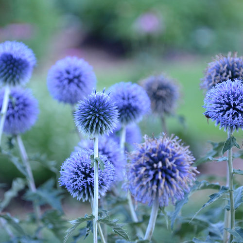 Blue Glow Globe Thistle