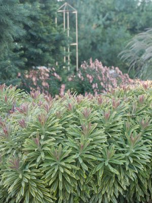 Euphorbia 'Ascot Rainbow' Spurge