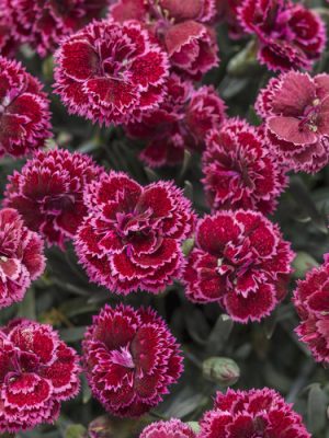 Fruit Punch® 'Black Cherry Frost'