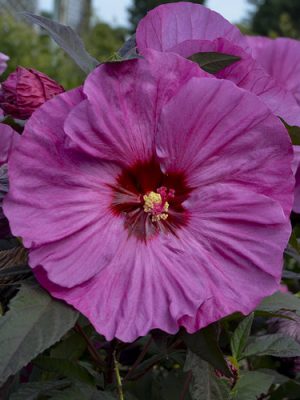 Hibiscus 'Summerific Berry Awesome'
